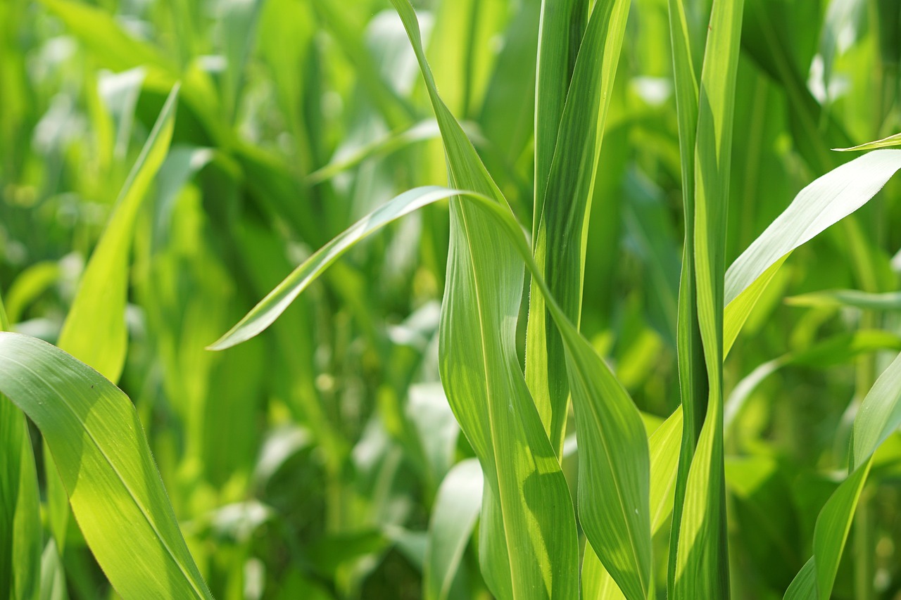 最新4月大豆价格行情及分析